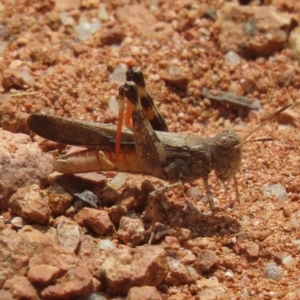 Austroicetes pusilla at QPRC LGA - 23 Jan 2024