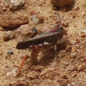 Austroicetes pusilla at QPRC LGA - 23 Jan 2024