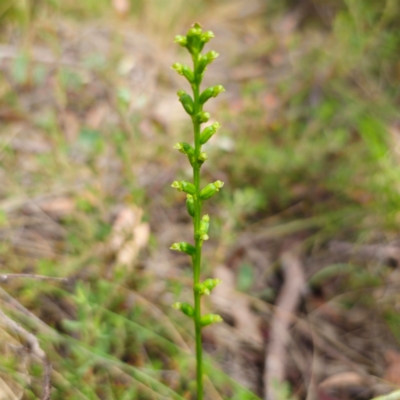 Microtis parviflora (Slender Onion Orchid) at Captains Flat, NSW - 23 Jan 2024 by Csteele4