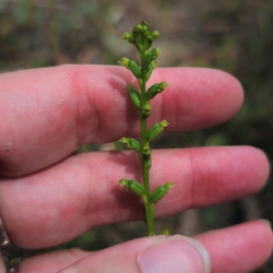 Microtis parviflora at QPRC LGA - 23 Jan 2024