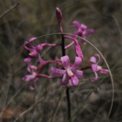 Dipodium roseum (Rosy Hyacinth Orchid) at Captains Flat, NSW - 23 Jan 2024 by Csteele4
