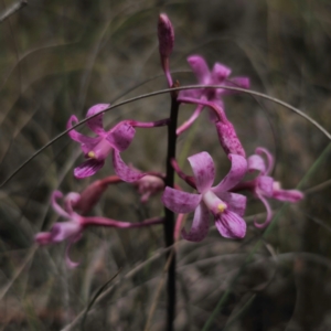 Dipodium roseum at QPRC LGA - 23 Jan 2024