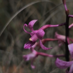 Dipodium roseum at QPRC LGA - suppressed