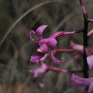 Dipodium roseum at QPRC LGA - suppressed