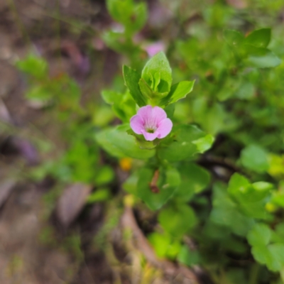 Gratiola peruviana (Australian Brooklime) at Captains Flat, NSW - 23 Jan 2024 by Csteele4