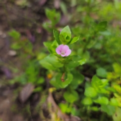 Gratiola peruviana at QPRC LGA - 23 Jan 2024