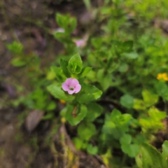 Gratiola peruviana at QPRC LGA - 23 Jan 2024