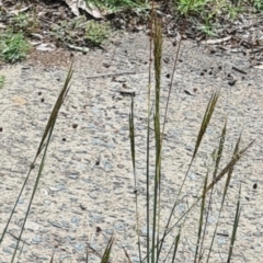 Bothriochloa macra (Red Grass, Red-leg Grass) at Little Taylor Grasslands - 19 Jan 2024 by galah681
