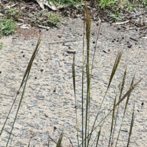 Bothriochloa macra at Little Taylor Grassland (LTG) - 20 Jan 2024