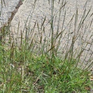 Bothriochloa macra at Little Taylor Grassland (LTG) - 20 Jan 2024