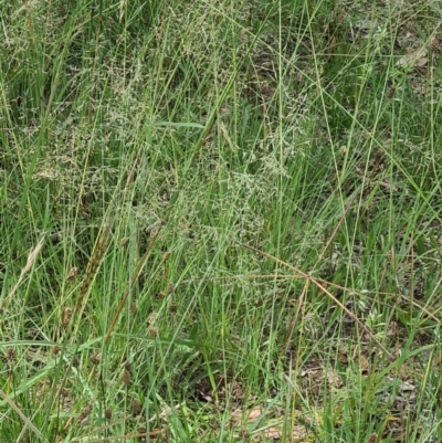 Eragrostis curvula (African Lovegrass) at Little Taylor Grasslands - 19 Jan 2024 by galah681