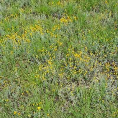 Chrysocephalum apiculatum (Common Everlasting) at Little Taylor Grassland (LTG) - 19 Jan 2024 by galah681