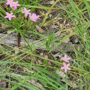 Centaurium erythraea at Little Taylor Grassland (LTG) - 20 Jan 2024 10:31 AM