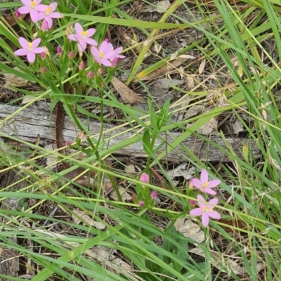 Centaurium erythraea (Common Centaury) at Little Taylor Grasslands - 19 Jan 2024 by galah681