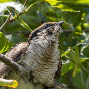 Eudynamys orientalis at Symonston, ACT - suppressed