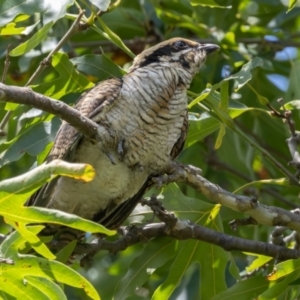 Eudynamys orientalis at Symonston, ACT - suppressed