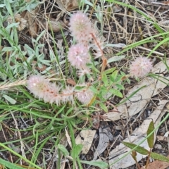 Trifolium arvense (Haresfoot Clover) at Little Taylor Grasslands - 19 Jan 2024 by galah681