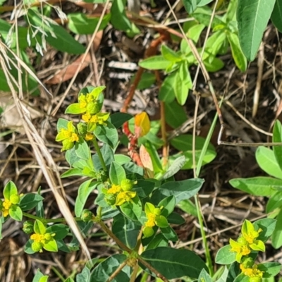 Euphorbia oblongata (Egg-leaf Spurge) at Little Taylor Grasslands - 20 Jan 2024 by galah681