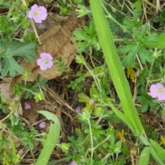 Geranium solanderi var. solanderi (Native Geranium) at Little Taylor Grasslands - 19 Jan 2024 by galah681