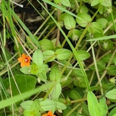 Lysimachia arvensis (Scarlet Pimpernel) at Little Taylor Grassland (LTG) - 19 Jan 2024 by galah681