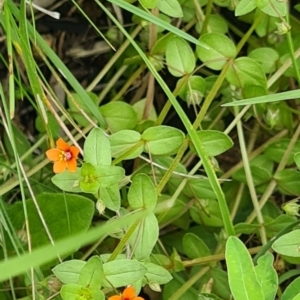 Lysimachia arvensis at Little Taylor Grassland (LTG) - 20 Jan 2024 10:41 AM