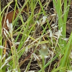 Aira caryophyllea (Silvery Hair-Grass) at Little Taylor Grasslands - 19 Jan 2024 by galah681