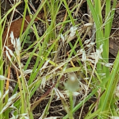 Aira caryophyllea (Silvery Hair-Grass) at Little Taylor Grasslands - 19 Jan 2024 by galah681