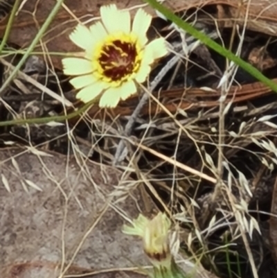 Tolpis barbata (Yellow Hawkweed) at Little Taylor Grasslands - 19 Jan 2024 by galah681