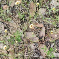 Tolpis barbata at Little Taylor Grassland (LTG) - 20 Jan 2024