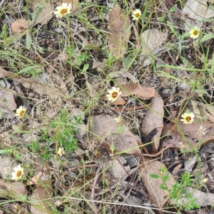 Tolpis barbata at Little Taylor Grassland (LTG) - 20 Jan 2024