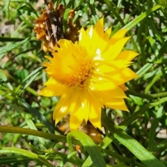 Xerochrysum viscosum (Sticky Everlasting) at Googong Foreshore - 23 Jan 2024 by Steve818