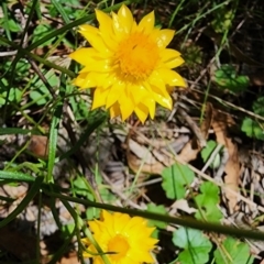 Xerochrysum viscosum at QPRC LGA - 23 Jan 2024