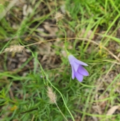 Wahlenbergia stricta subsp. stricta (Tall Bluebell) at Little Taylor Grasslands - 19 Jan 2024 by galah681