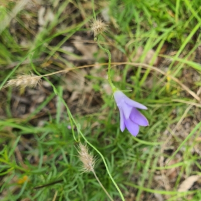 Wahlenbergia stricta subsp. stricta (Tall Bluebell) at Little Taylor Grassland (LTG) - 20 Jan 2024 by galah681