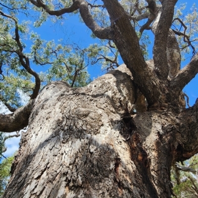 Eucalyptus bridgesiana (Apple Box) at Googong Foreshore - 23 Jan 2024 by Steve818