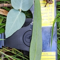 Eucalyptus bridgesiana at Googong Foreshore - 23 Jan 2024