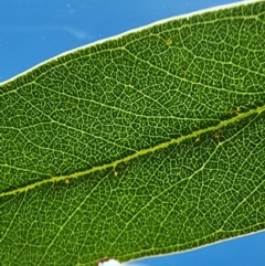 Eucalyptus bridgesiana at Googong Foreshore - 23 Jan 2024