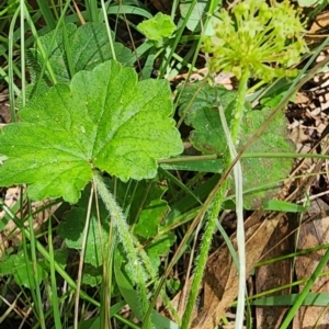 Hydrocotyle laxiflora at Googong Foreshore - 23 Jan 2024