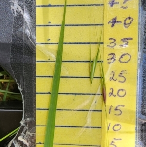 Microlaena stipoides at QPRC LGA - 23 Jan 2024