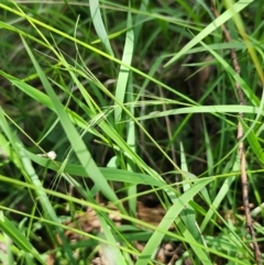 Microlaena stipoides at QPRC LGA - 23 Jan 2024