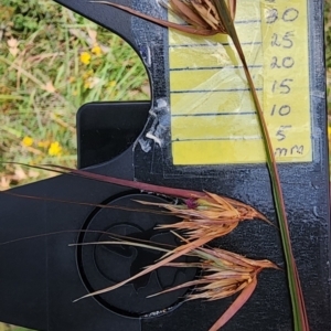 Themeda triandra at QPRC LGA - 23 Jan 2024 12:53 PM