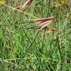 Themeda triandra at QPRC LGA - 23 Jan 2024