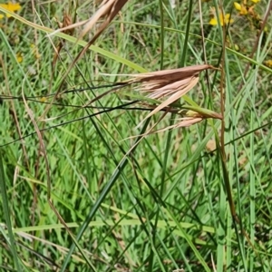 Themeda triandra at QPRC LGA - 23 Jan 2024 12:53 PM