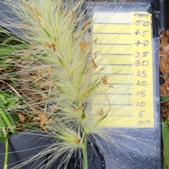Cenchrus longisetus (Feathertop Grass) at Queanbeyan, NSW - 23 Jan 2024 by Steve818