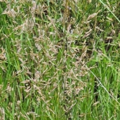Agrostis capillaris (Brown Top Bent Grass) at Little Taylor Grassland (LTG) - 19 Jan 2024 by galah681