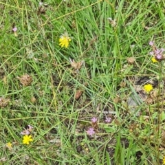 Petrorhagia nanteuilii (Proliferous Pink, Childling Pink) at Little Taylor Grasslands - 19 Jan 2024 by galah681