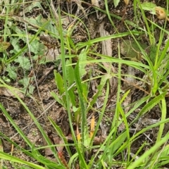 Plantago lanceolata (Ribwort Plantain, Lamb's Tongues) at Little Taylor Grassland (LTG) - 20 Jan 2024 by galah681