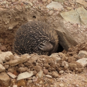 Tachyglossus aculeatus at QPRC LGA - 5 Jan 2024