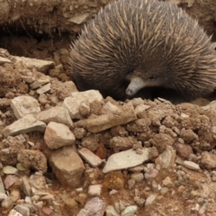 Tachyglossus aculeatus at QPRC LGA - 5 Jan 2024