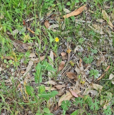 Sonchus oleraceus (Annual Sowthistle) at Little Taylor Grasslands - 20 Jan 2024 by galah681